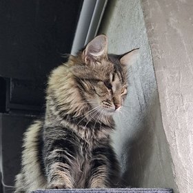 Кошка Лекса на полке в отеле «Ласковый мяу»
